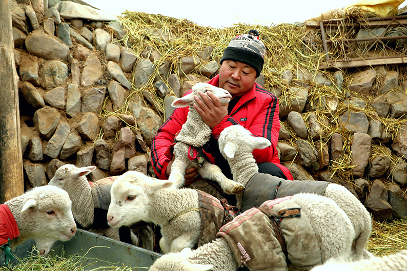 肃南牧民喜接羊羔迎新春