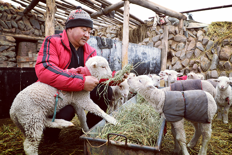 肃南牧民喜接羊羔迎新春
