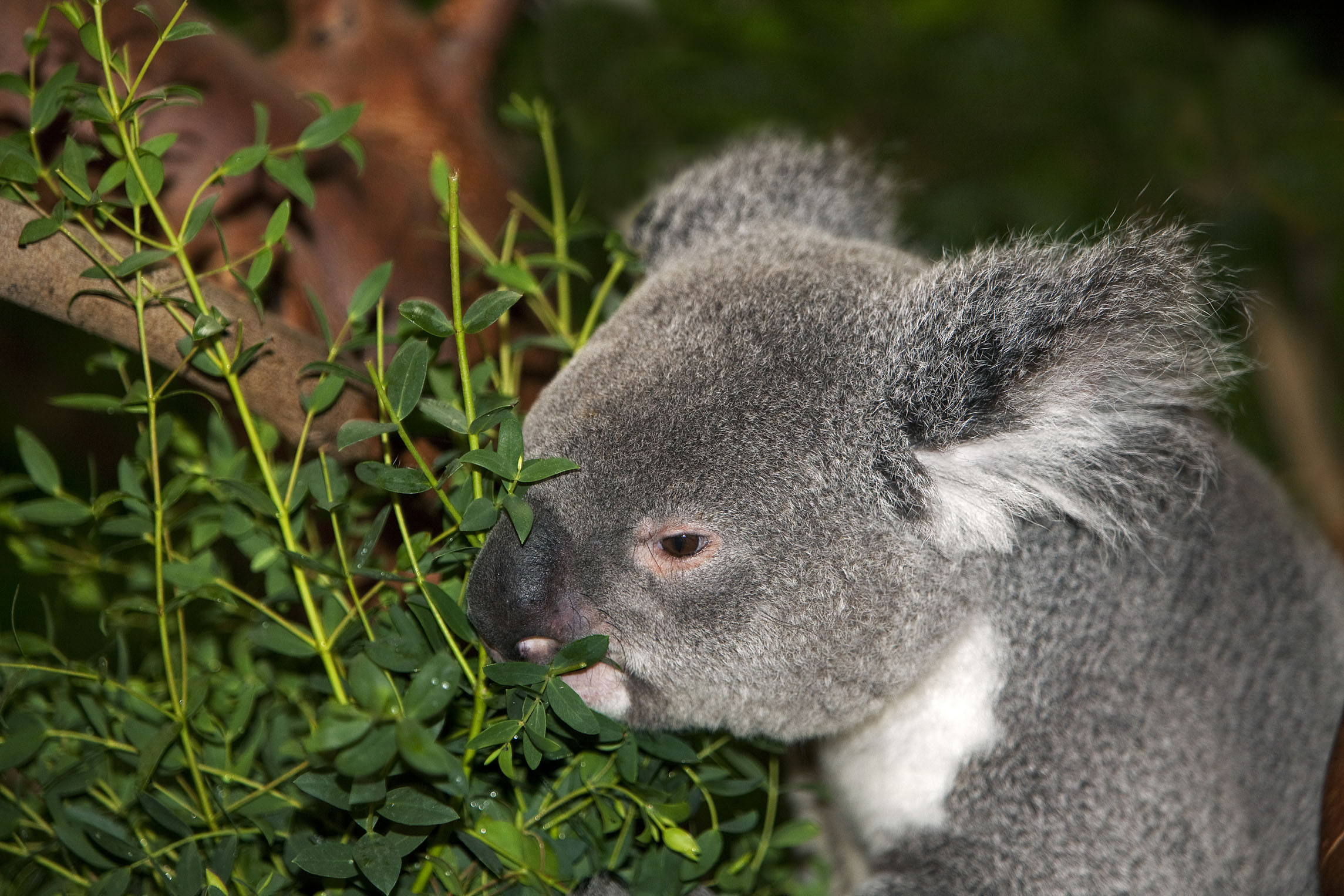 随着消息越传越广,当地许多的人蜂蛹前往袋熊洞穴处,并拍照留念,大家