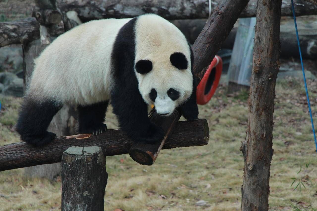 武汉动物园的大熊猫姐妹花交换房间啦!