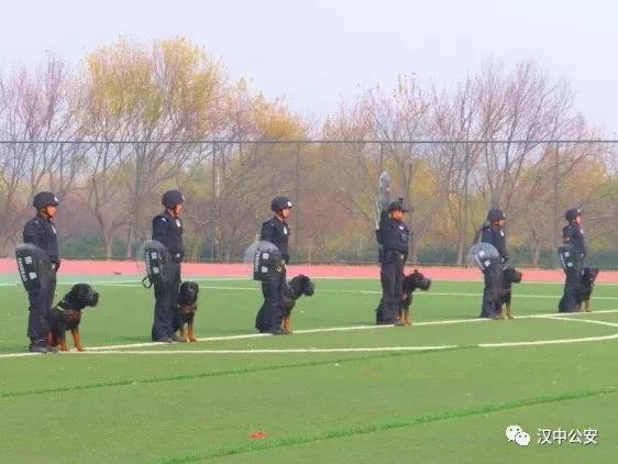 [陕西法制网]汉中公安有支“神秘部队”，最近受到了公安部的表彰，又萌又能抓坏人，你见过吗？