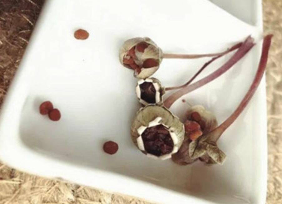 仙客来花谢后要结种子花茎上的小豆豆是剪还是留由你决定