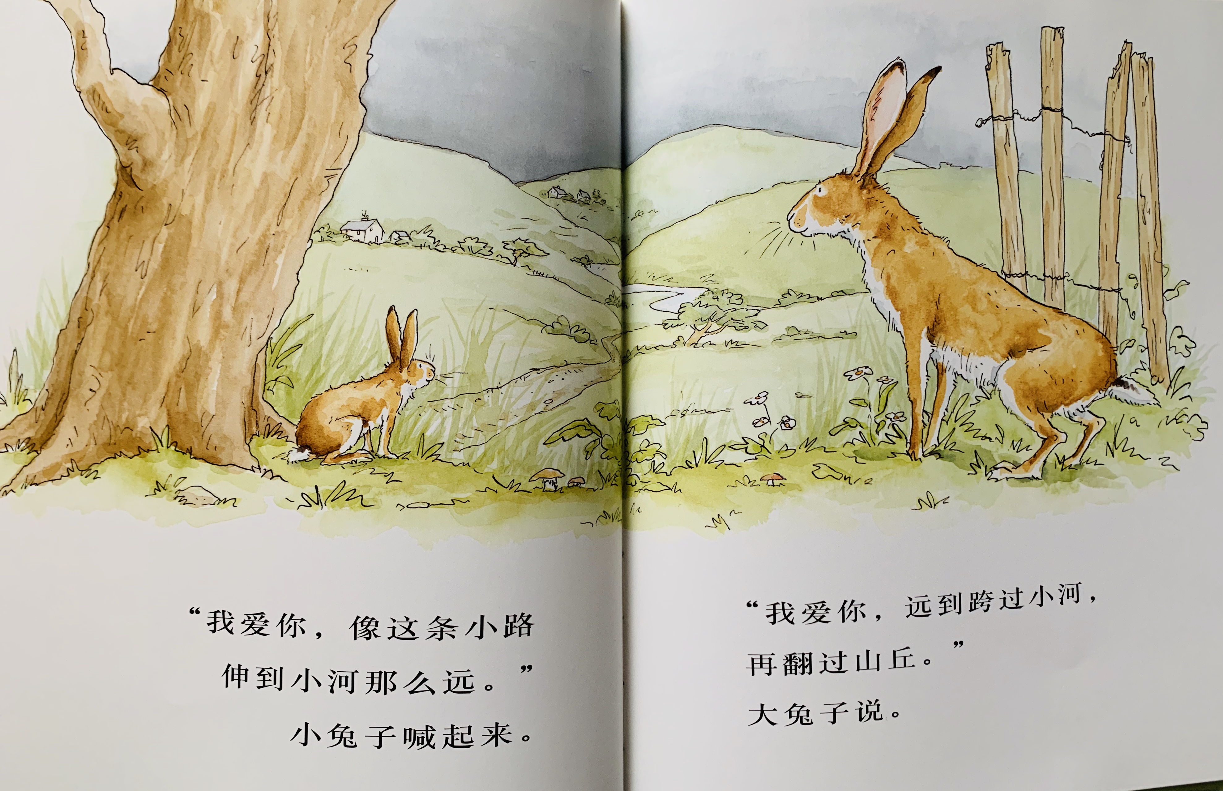 亲子绘本猜猜我有多爱你对孩子爱人家人爱都需要大声说出来