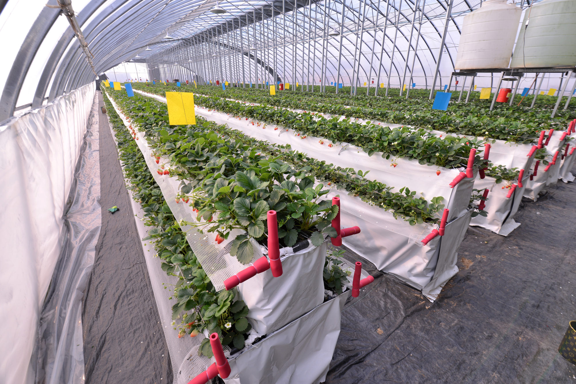 河南首家高架立体无土栽培草莓收获开卖平均一颗5元钱