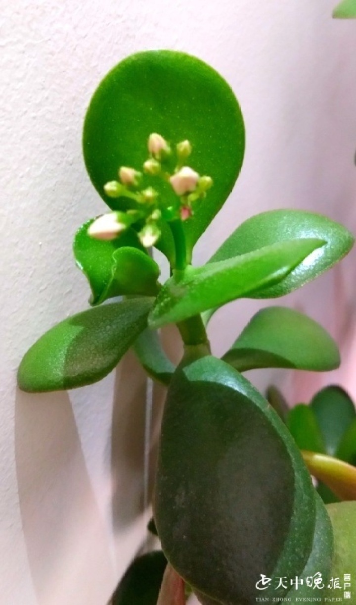 有没有遇见过养多年的玻璃翠开了花