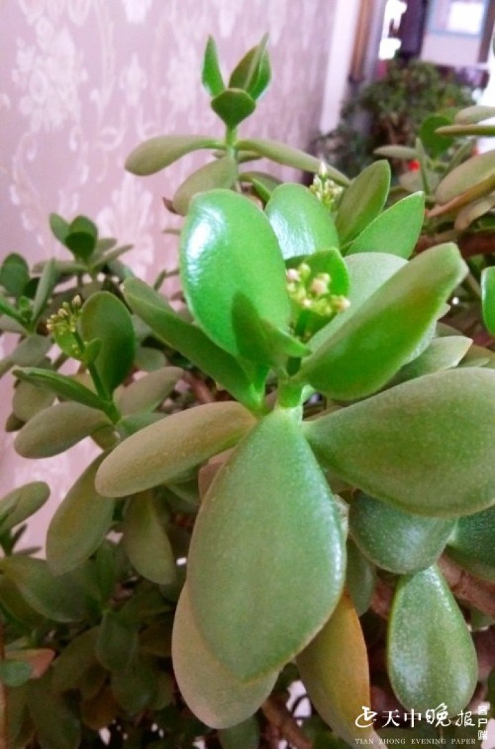 有没有遇见过养多年的玻璃翠开了花