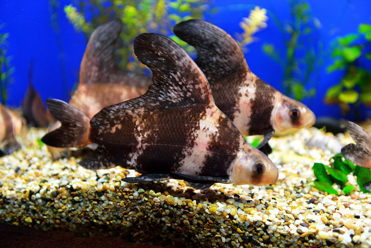 鱼如其名这种亚洲美人鱼全身胭脂红还可随心情变换体色