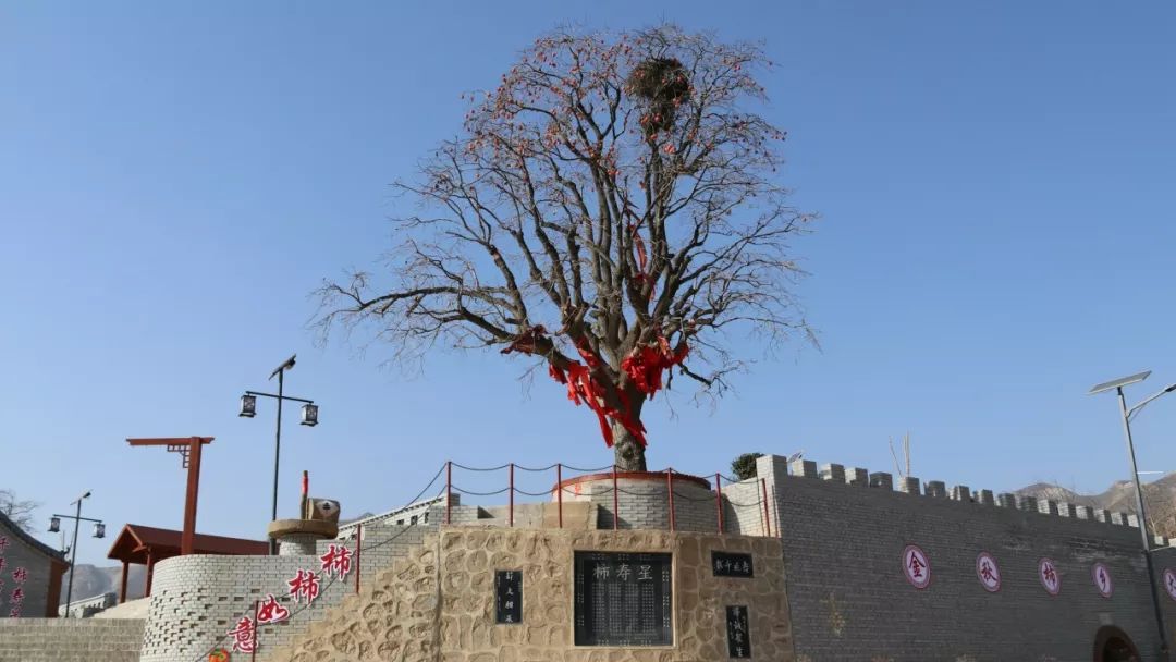 富平除了柿饼外还有一颗千年柿子树