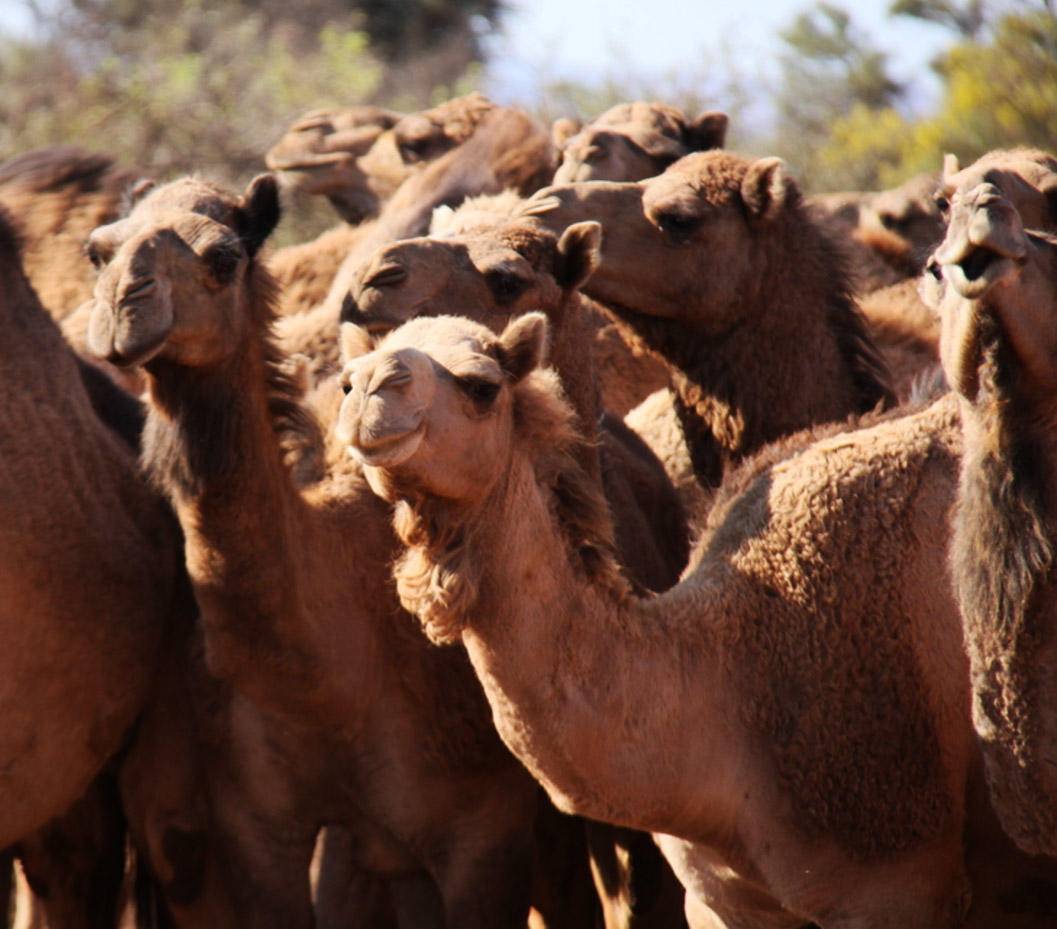 骆驼明明是无辜的为什么澳大利亚政府要射杀它们此事另有隐情