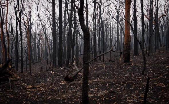 火后的森林