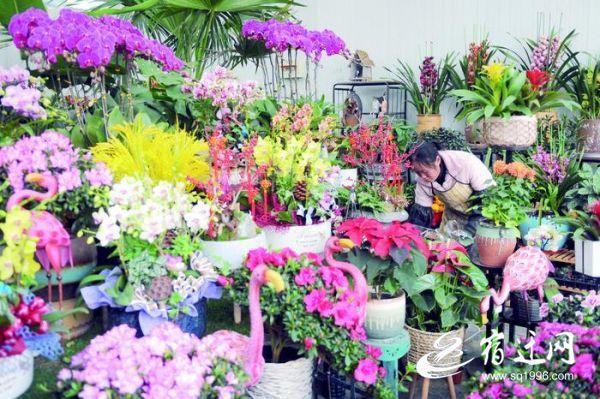 1月18日,在宿迁花鸟市场里,市民在选购花卉.