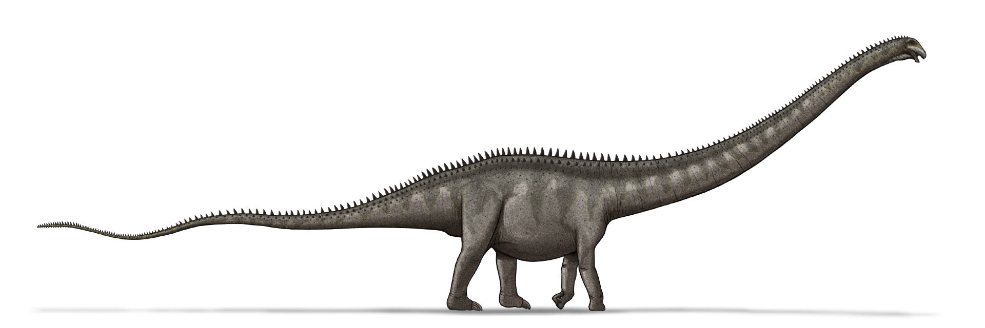 梁龙是我们熟知的长脖子恐龙,其实整个梁龙超科中都鲜有的以发展颈部