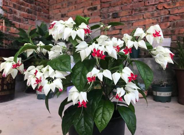 如何管理麒麟吐珠盆栽4点做到位既能观叶赏花又能入药