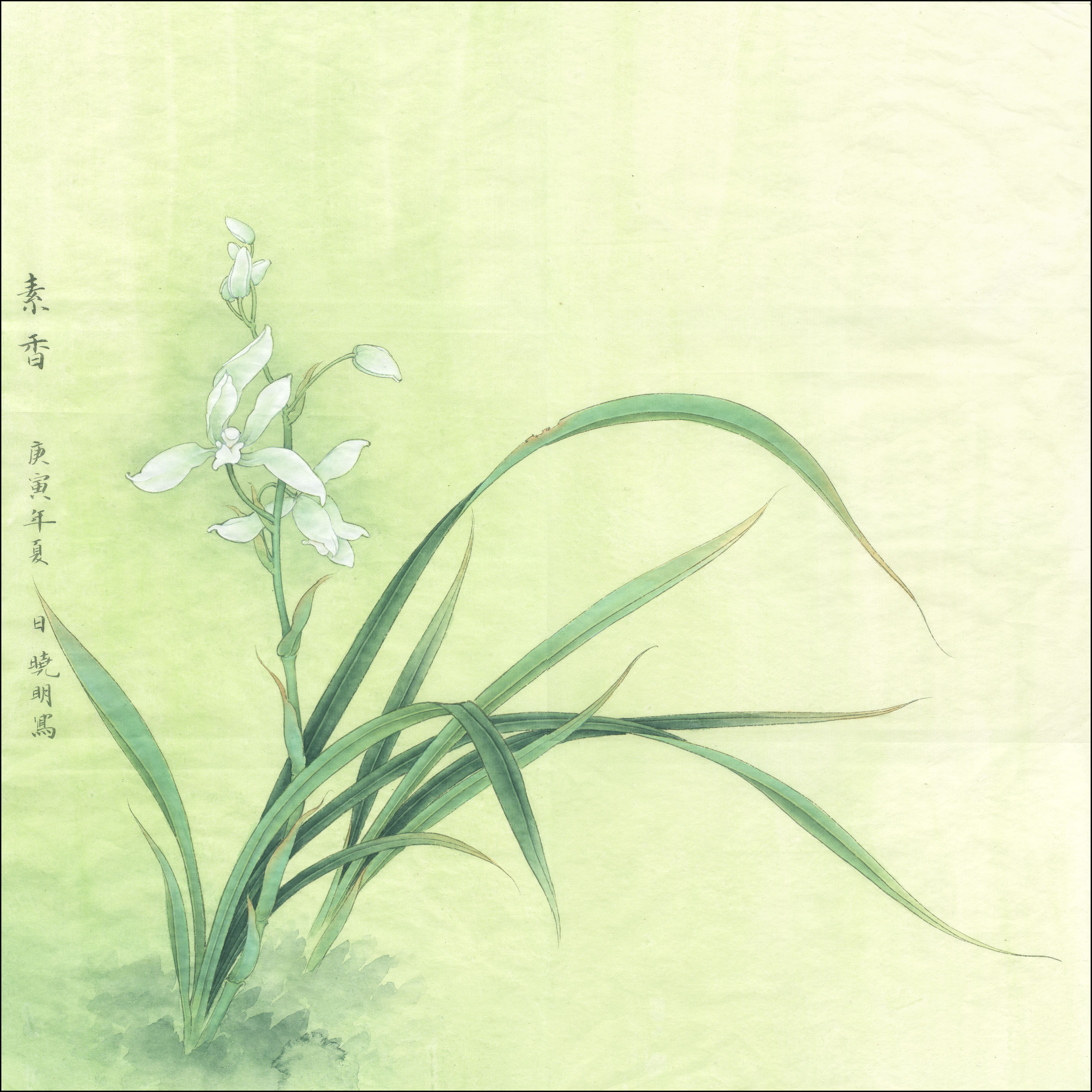 婀娜花姿碧叶长,风来难隐谷中香《兰花》