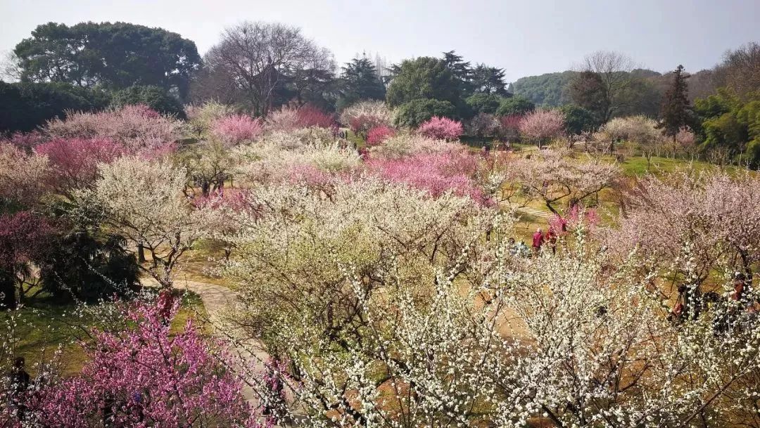 咏梅,品梅,画梅暗香四溢梅花争奇在东湖磨山梅园开幕武汉东湖梅花节1