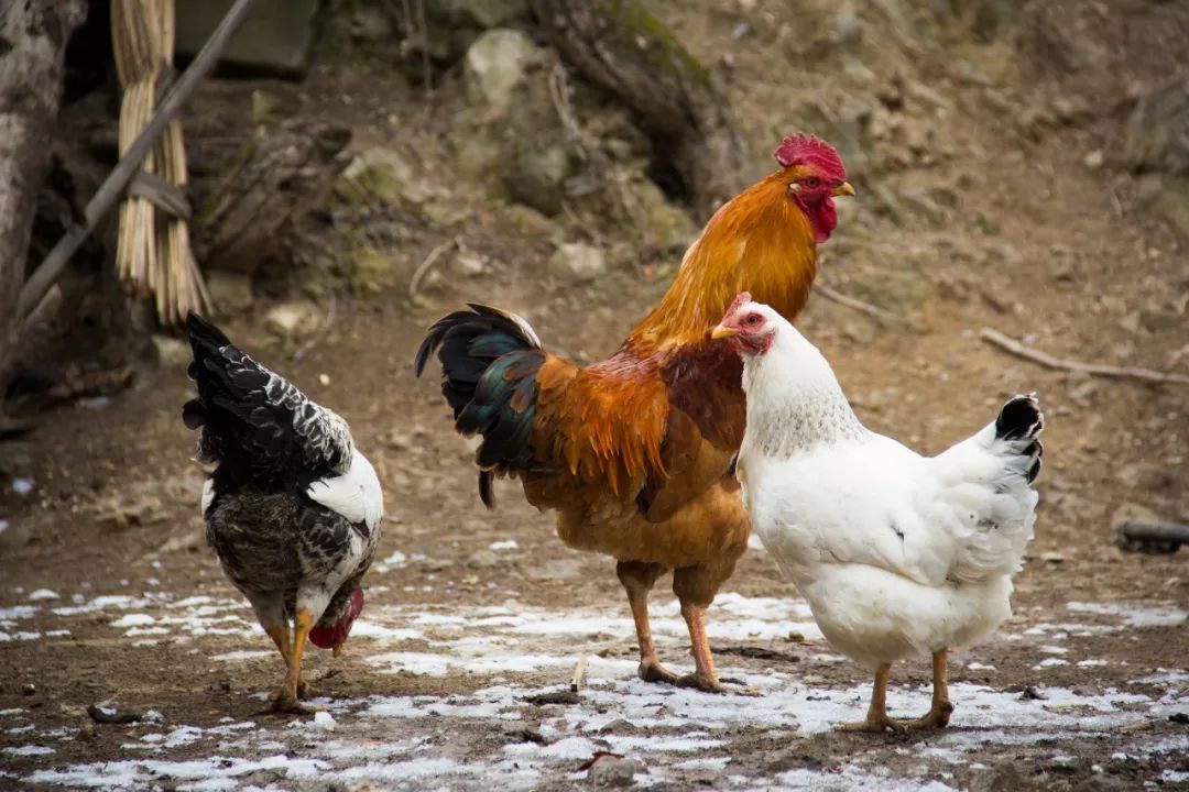 土鸡也叫草鸡,笨鸡,家养驯化而成,未经杂交和优化配种,野外觅食和生存