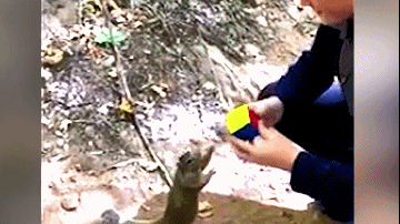 「映象网」可爱！小松鼠看男孩玩魔方 手舞足蹈想出谋划策