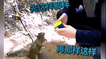 「映象网」可爱！小松鼠看男孩玩魔方 手舞足蹈想出谋划策