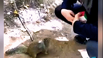 「映象网」可爱！小松鼠看男孩玩魔方 手舞足蹈想出谋划策