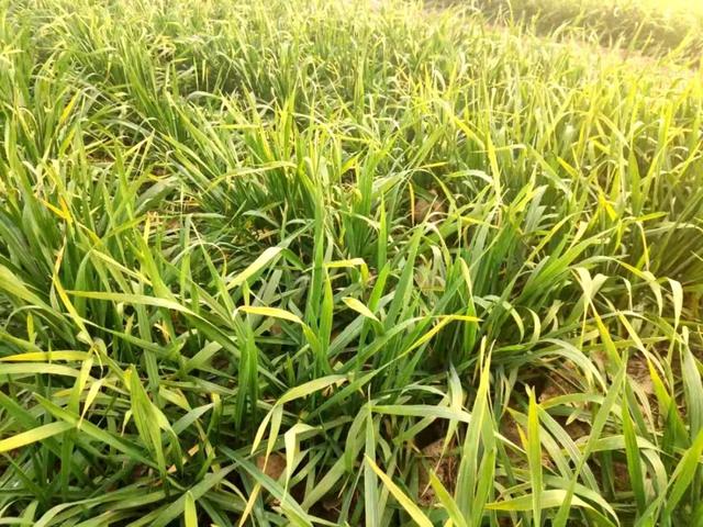 #农业科技报#专家提醒：当前，这样的小麦要重点防冻害