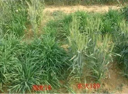 #农业科技报#专家提醒：当前，这样的小麦要重点防冻害