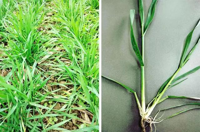 #农业科技报#专家提醒：当前，这样的小麦要重点防冻害