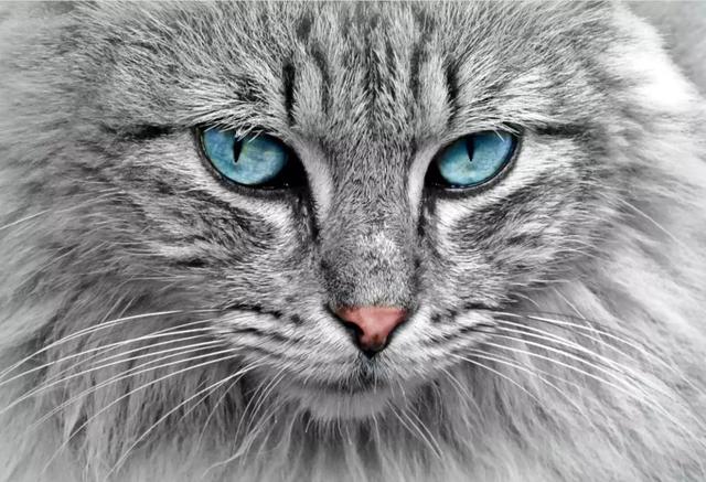 DeepTech深科技■悲上加悲！澳洲大火背后，野猫正在屠杀幸存生物