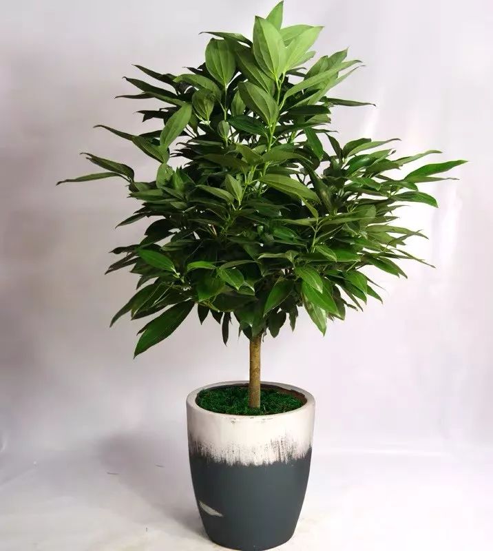 家里养棵平安树守家保平安寓意好四季常青人人爱