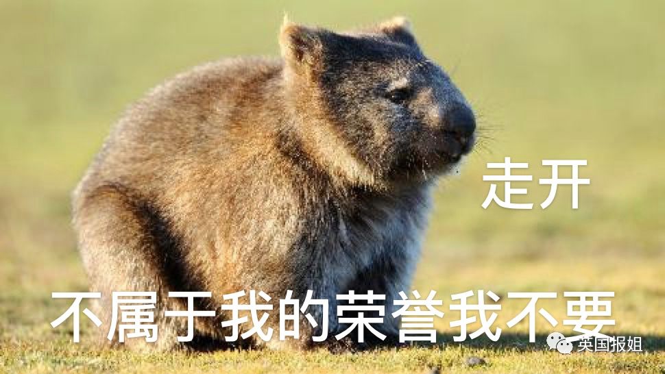 英国报姐：靠方形粑粑扬名的网红袋熊，居然还是大火中的暖心英雄？！