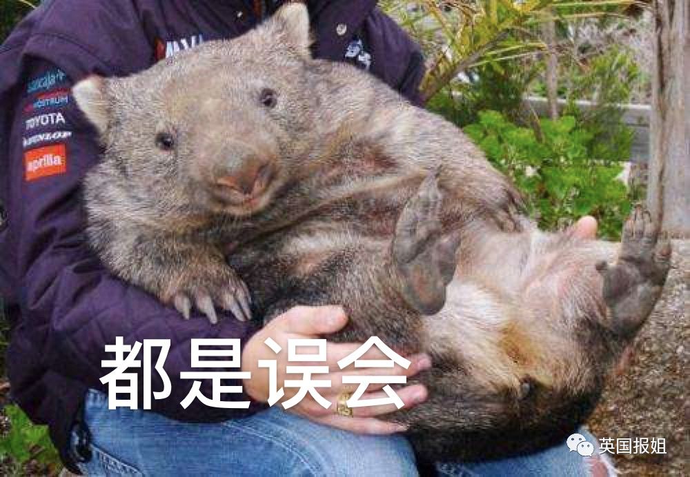 英国报姐：靠方形粑粑扬名的网红袋熊，居然还是大火中的暖心英雄？！