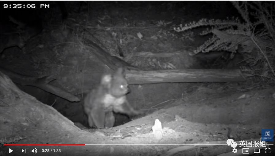 英国报姐：靠方形粑粑扬名的网红袋熊，居然还是大火中的暖心英雄？！