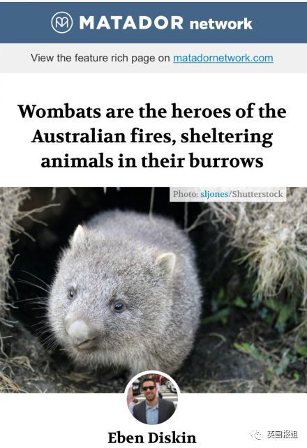 英国报姐：靠方形粑粑扬名的网红袋熊，居然还是大火中的暖心英雄？！