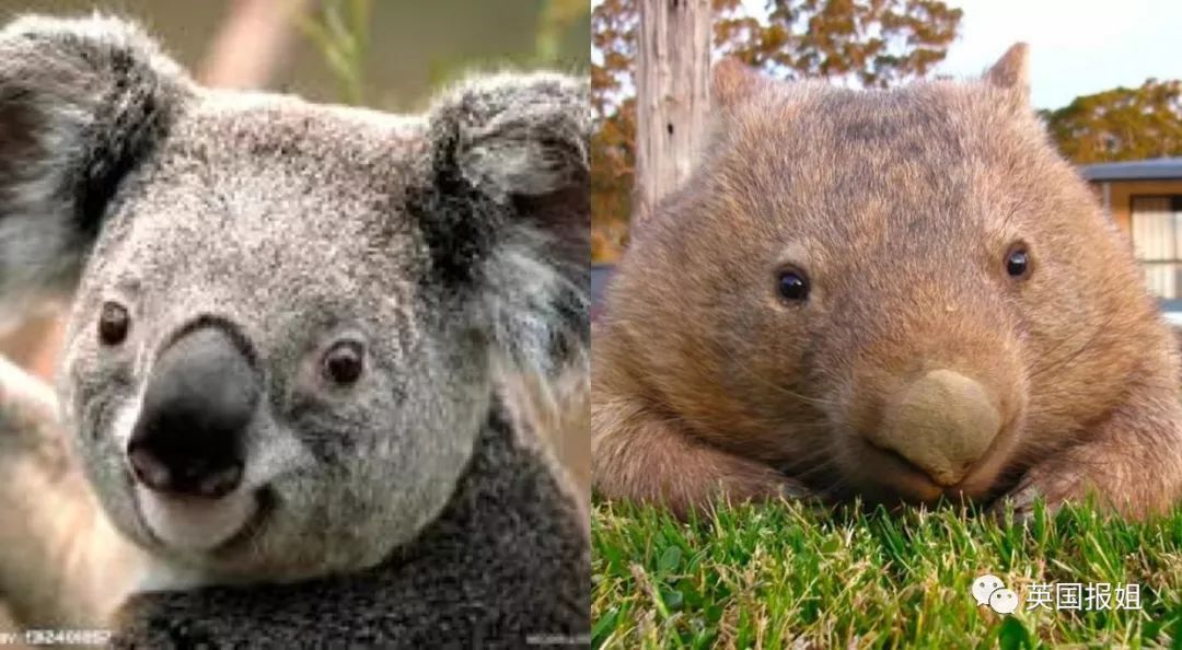 英国报姐：靠方形粑粑扬名的网红袋熊，居然还是大火中的暖心英雄？！