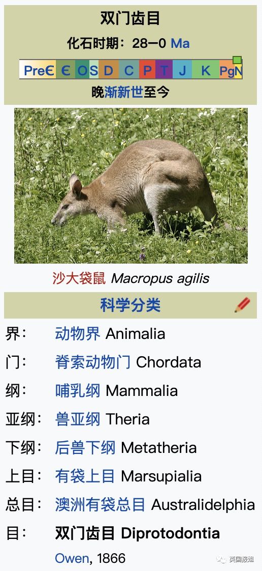 英国报姐：靠方形粑粑扬名的网红袋熊，居然还是大火中的暖心英雄？！