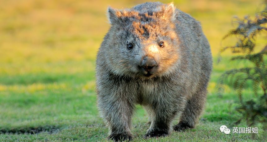 英国报姐：靠方形粑粑扬名的网红袋熊，居然还是大火中的暖心英雄？！