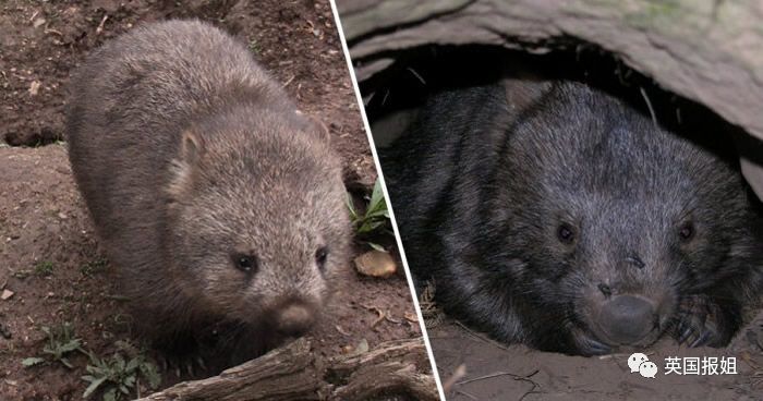 英国报姐：靠方形粑粑扬名的网红袋熊，居然还是大火中的暖心英雄？！