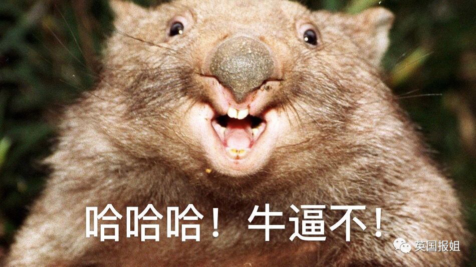 英国报姐：靠方形粑粑扬名的网红袋熊，居然还是大火中的暖心英雄？！