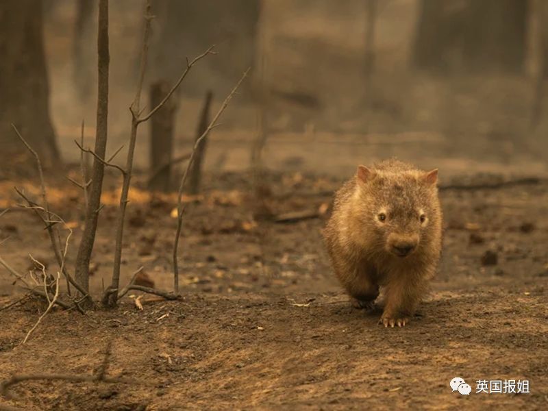 英国报姐：靠方形粑粑扬名的网红袋熊，居然还是大火中的暖心英雄？！
