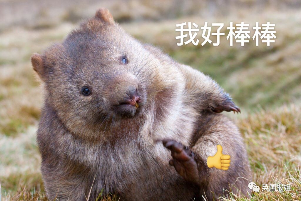 英国报姐：靠方形粑粑扬名的网红袋熊，居然还是大火中的暖心英雄？！