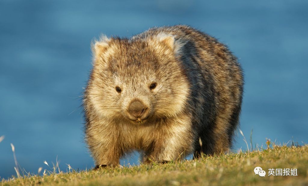 英国报姐：靠方形粑粑扬名的网红袋熊，居然还是大火中的暖心英雄？！