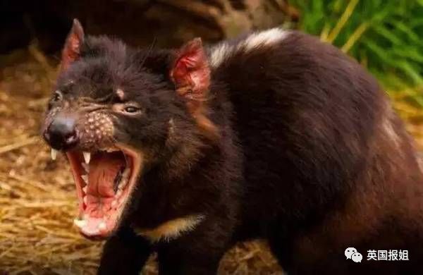 英国报姐：靠方形粑粑扬名的网红袋熊，居然还是大火中的暖心英雄？！