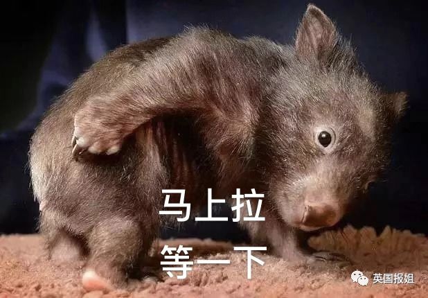 英国报姐：靠方形粑粑扬名的网红袋熊，居然还是大火中的暖心英雄？！