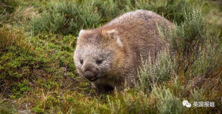 英国报姐：靠方形粑粑扬名的网红袋熊，居然还是大火中的暖心英雄？！