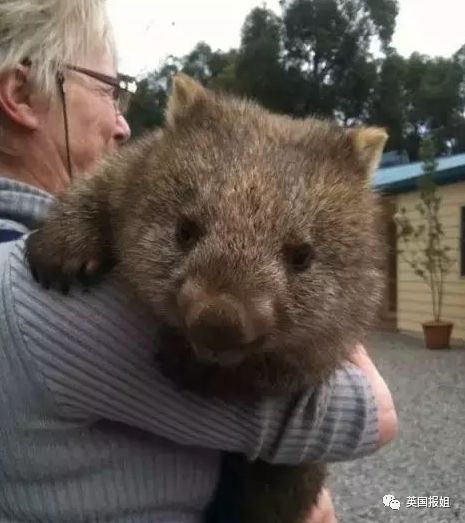 英国报姐：靠方形粑粑扬名的网红袋熊，居然还是大火中的暖心英雄？！