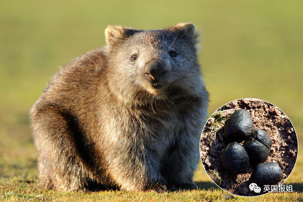 英国报姐：靠方形粑粑扬名的网红袋熊，居然还是大火中的暖心英雄？！