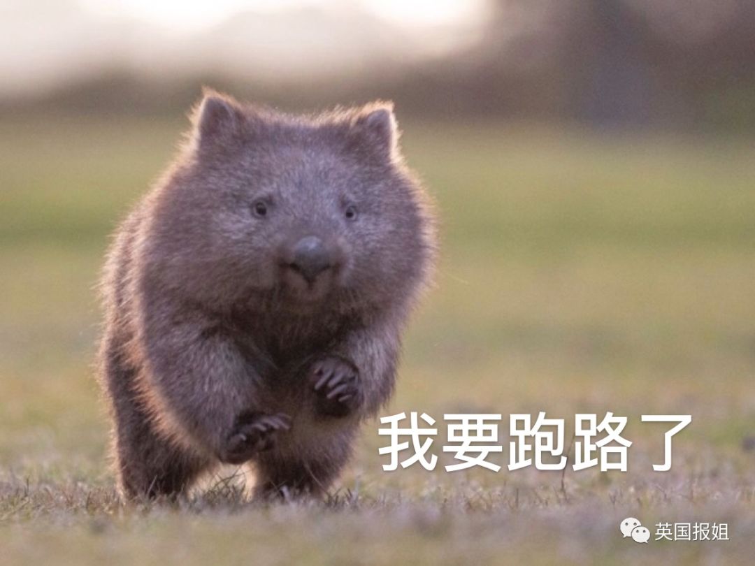 英国报姐：靠方形粑粑扬名的网红袋熊，居然还是大火中的暖心英雄？！