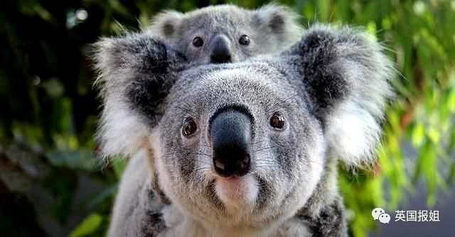 英国报姐：靠方形粑粑扬名的网红袋熊，居然还是大火中的暖心英雄？！