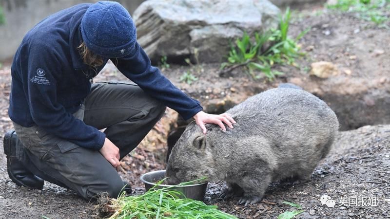 英国报姐：靠方形粑粑扬名的网红袋熊，居然还是大火中的暖心英雄？！