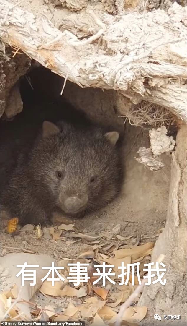 英国报姐：靠方形粑粑扬名的网红袋熊，居然还是大火中的暖心英雄？！