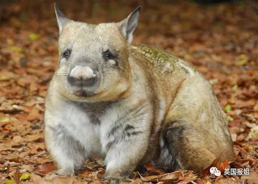 英国报姐：靠方形粑粑扬名的网红袋熊，居然还是大火中的暖心英雄？！